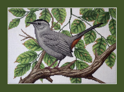 Grey Catbird