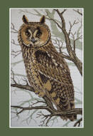 Long-eared Owl