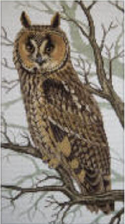 Long-eared Owl