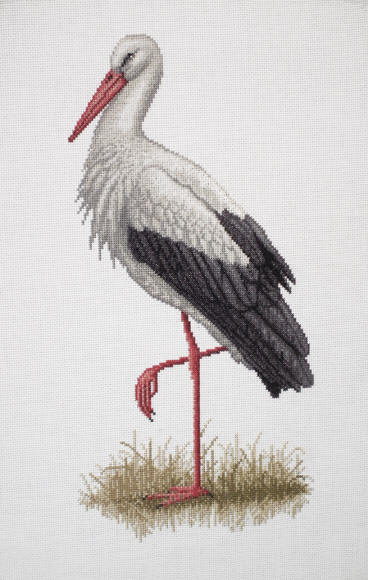 White Stork