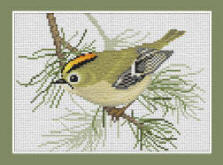 Goldcrest